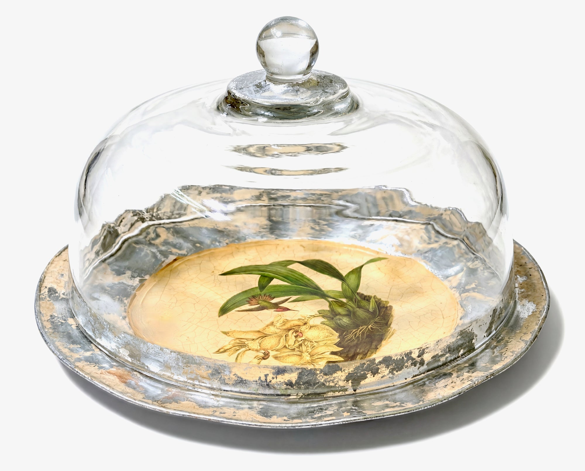 Orchidaceum 11” Silver-Banded Cake Dome