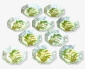 Orchidaceum Tri-Gold™ Green — 8” Octagonal Plates · Set of 10